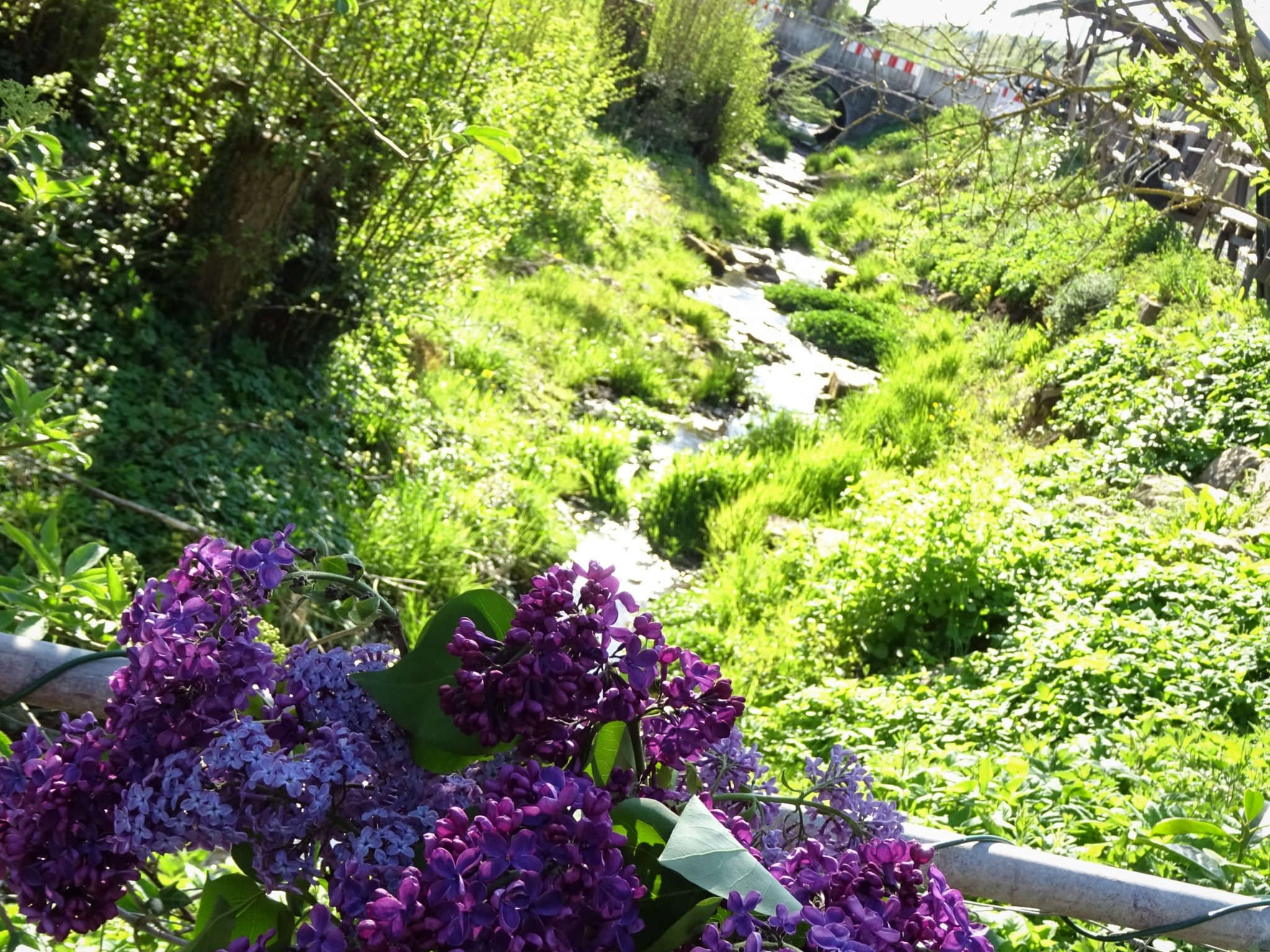 Flieder und Bachlauf im Frühling